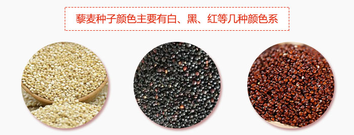 藜麦种子颜色主要有白、黑、红等几种颜色系，营养成分相差不大，其中白色口感好，黑、红色口感相对差些，籽粒也较小。