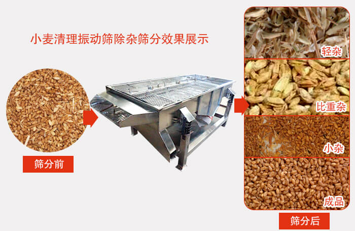 小麦清理丝瓜视频黄片地址小麦筛分效果展示图可同时筛分出轻杂，比重杂，小杂，成品等四个等级。